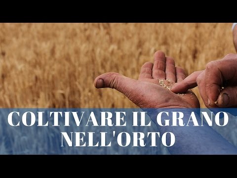 Video: Quando si coltiva il grano invernale?