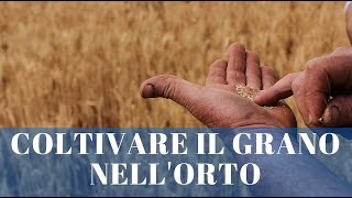 COLTIVARE E SEMINARE GRANO NELL'ORTO | GRANO ANTICO| PARTE 1