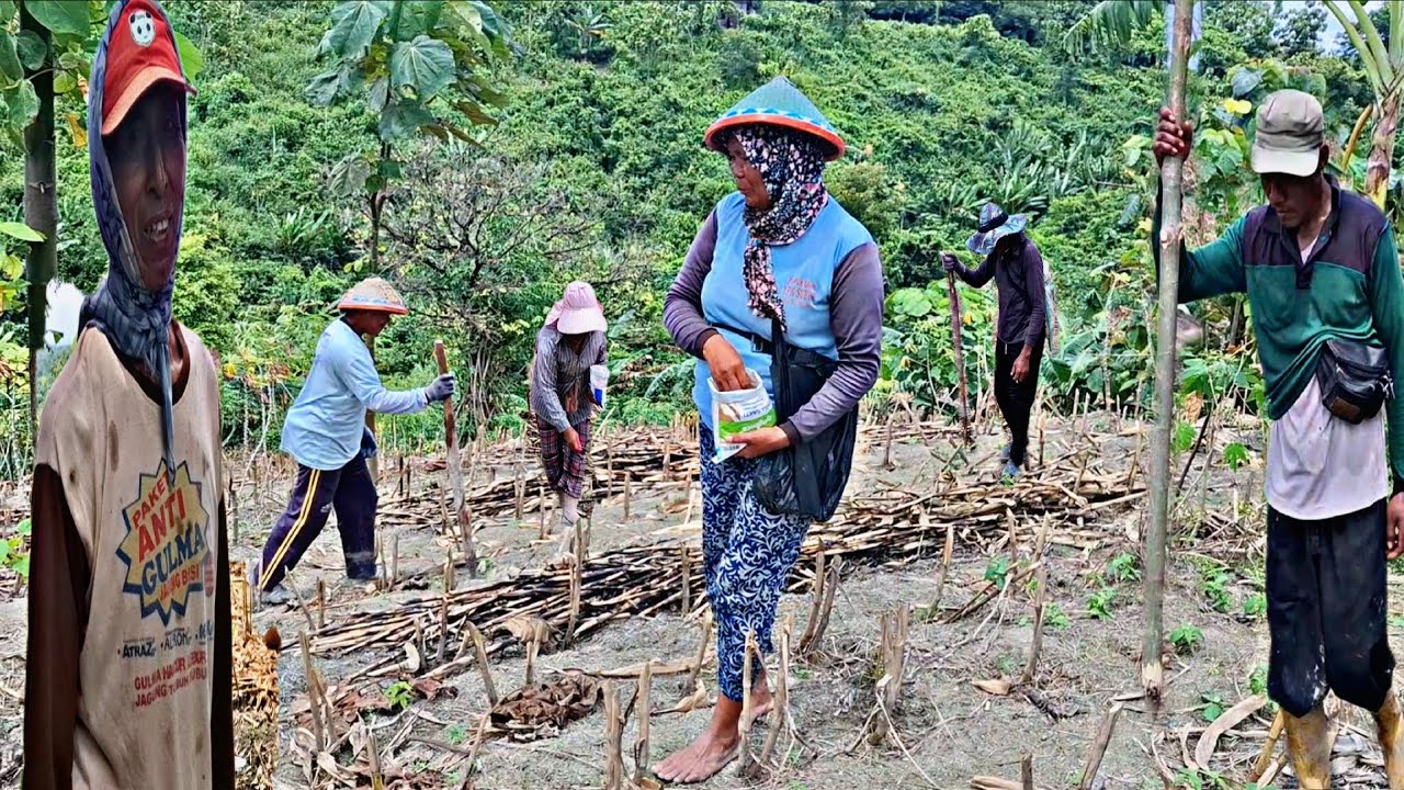 Kegigihan Petani Jawa‼️Perjuangan Tanam Jagung Di Tengah Hutan,Alat Tradisional Th 70an Dari Kayu