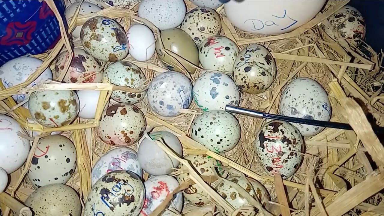 Hatching quail's eggs full video after 17 days in incubator YouTube