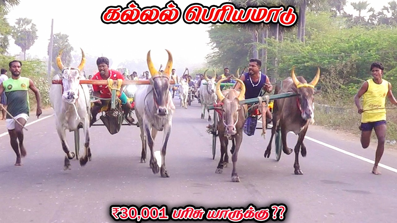 6கல்லல்-பெரியமாடு-பந்தயம்_28.02.2026_V_Photography