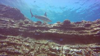 Scuba Diving Kauai &amp; Ni&#39;ihau 2017