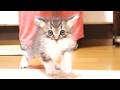 子猫が、名残惜しそうにお皿をペロペロ？【赤ちゃん猫　保護猫】