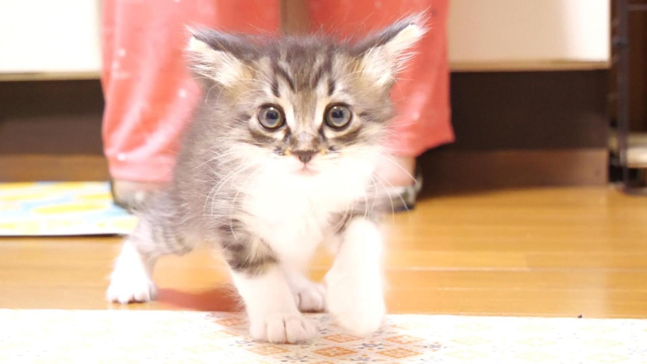子猫が、名残惜しそうにお皿をペロペロ？【赤ちゃん猫　保護猫】
