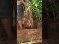 Ginger Harvest Hack! 🌾 The Simple &amp; Powerful Way to Pull Ginger by Hand