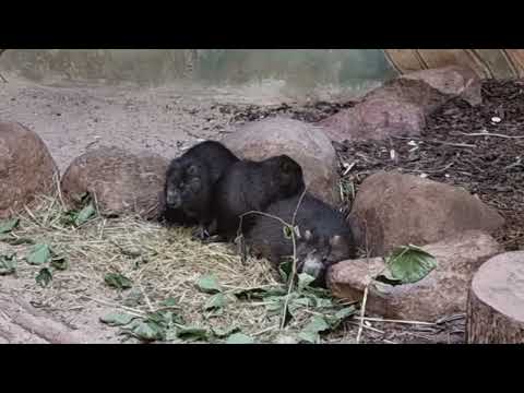 A group of Desmarest's hutia