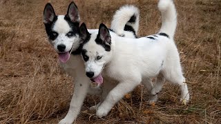 Exploring Parks and Play Areas with Siberian Huskies by USA Pup Patrol 2 views 2 days ago 4 minutes, 19 seconds
