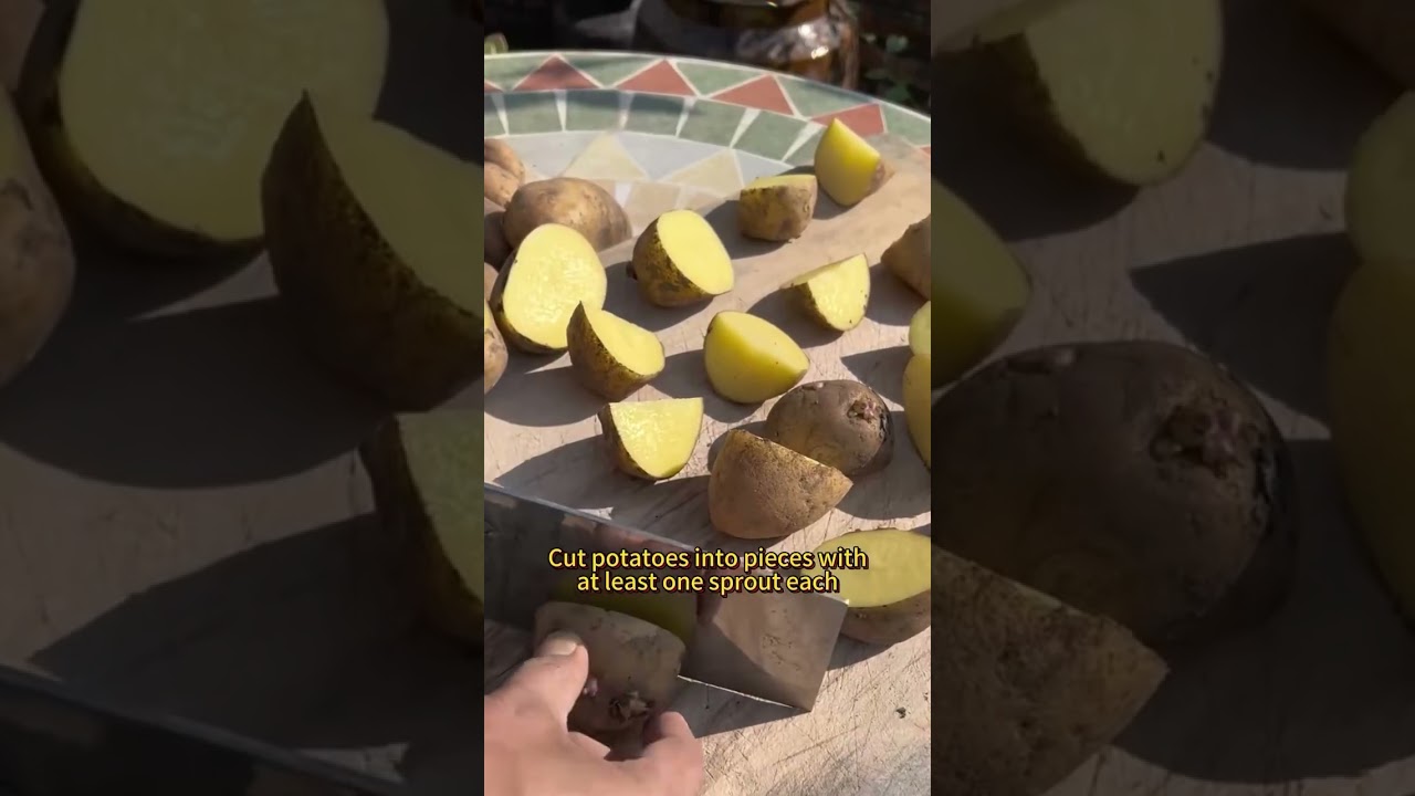 Лайфхаки для выращивания овощей, позволяющие получить огромный урожай 