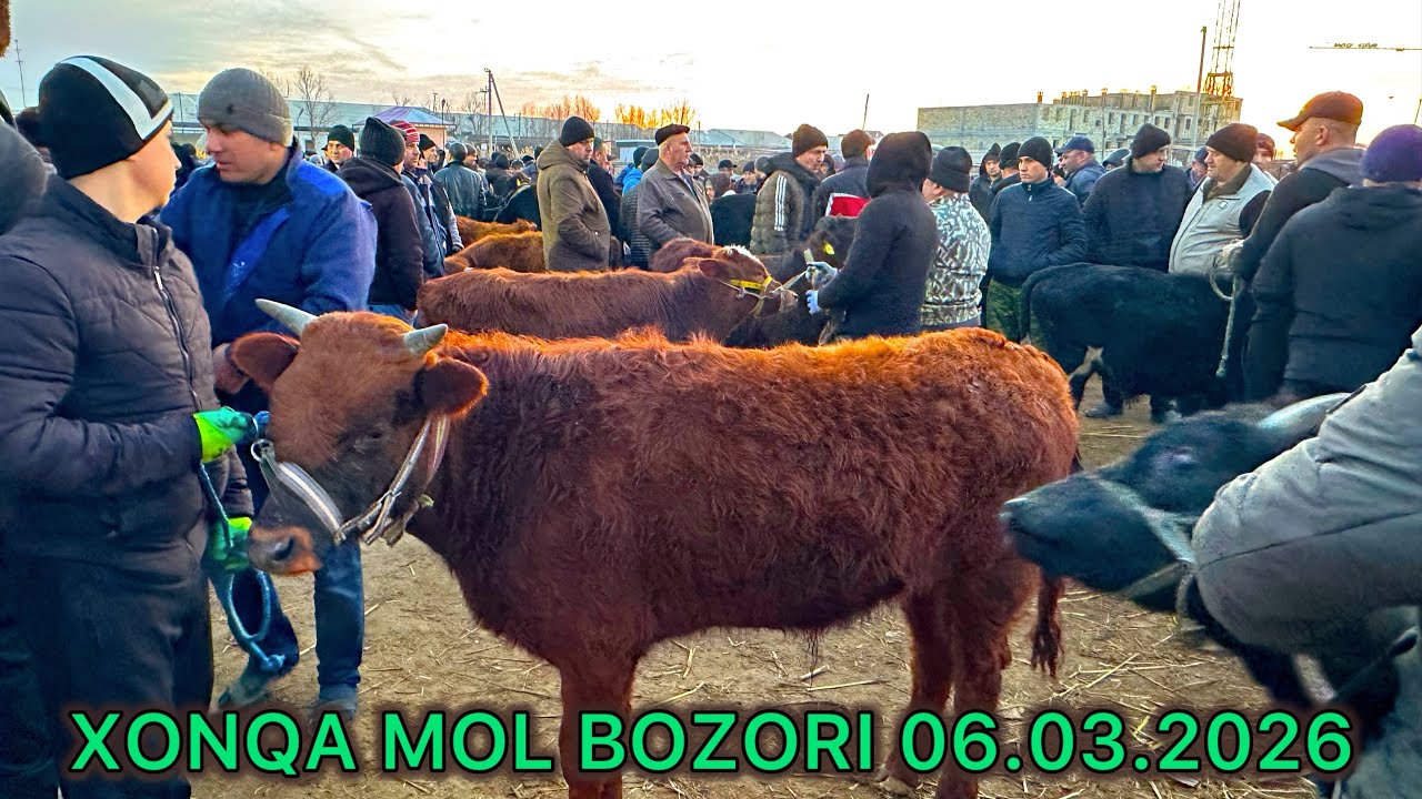 XONQA MOL VA QO'Y BOZORI.06.03.2026.ALIXON efirda