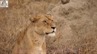 The best of safaris (ngorongoro,tarangire,Serengeti&hot springs)2020?