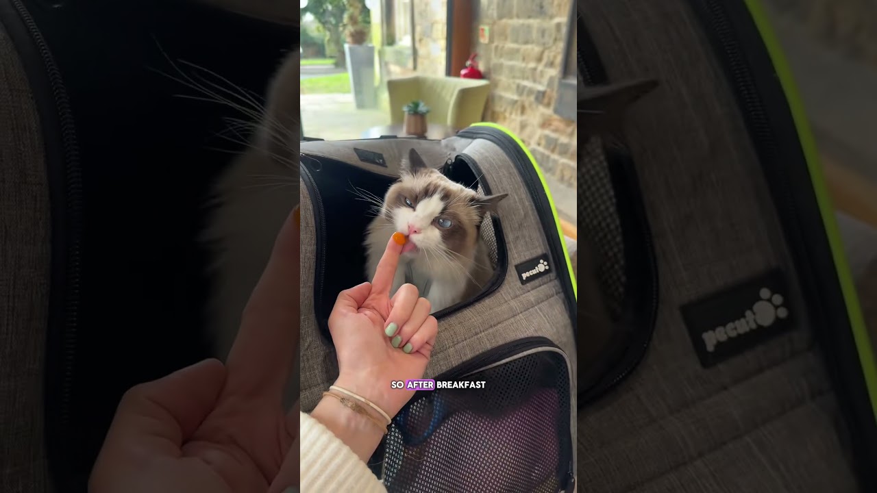 Pet-Friendly Staycation Adventure in the Peak District 