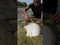 Big Big White Fish Catching By Hands #hookfishing #fishing