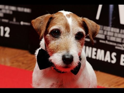 Wideo: Uggie Dołącza Do Elite Walk Of Fame