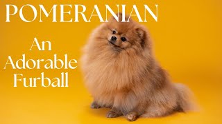 Pomeranian : An Adorable Furball by FurryFriends 551 views 3 months ago 4 minutes, 57 seconds