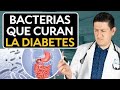 Clave para revertir la diabetes microbiota intestinal dr antonio cota sugar care