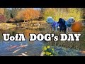 U OF A DOG’S DAY| ADAEAGLE