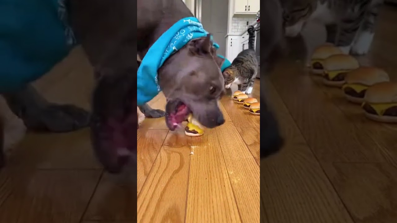 Man vs Dog Burger Race 😂🍔 (This Got Out of Control!)