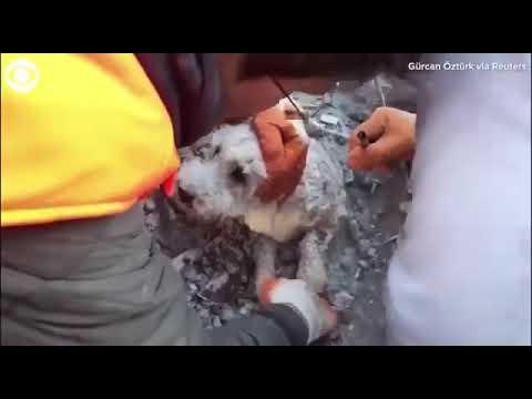 В Турции спасли собачку из под завалов.