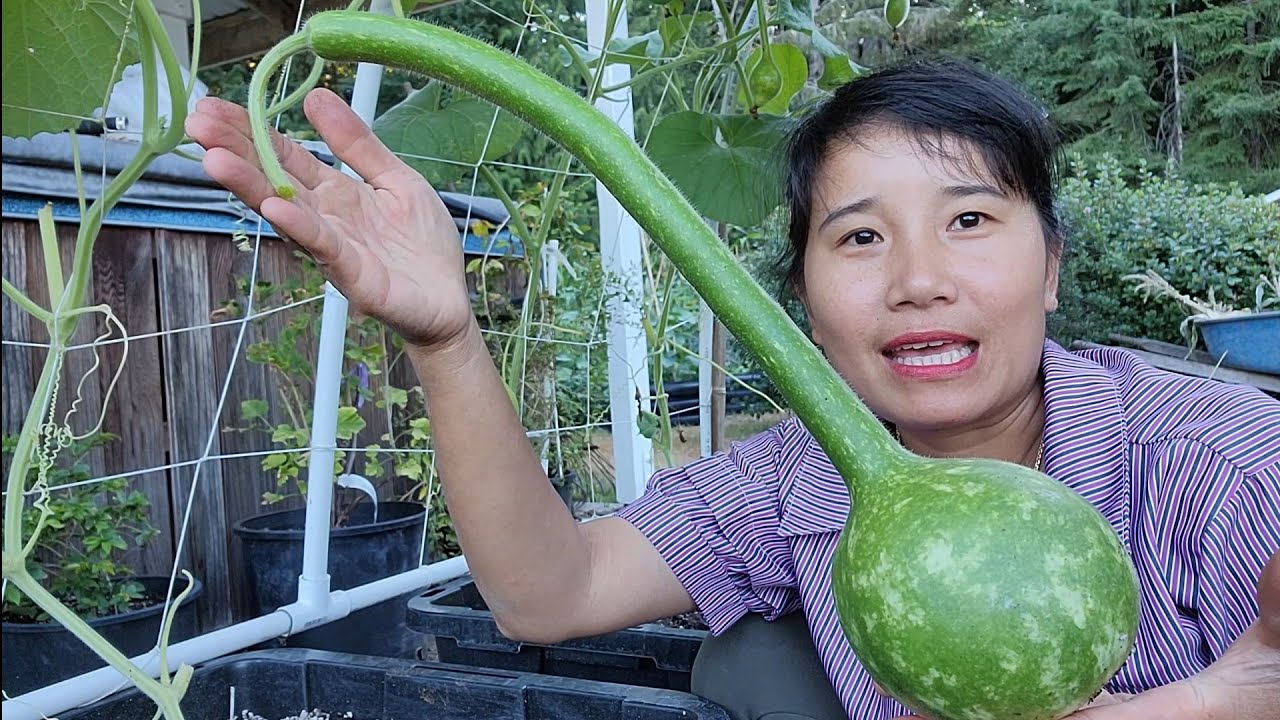 THU HOẠCH BÍ NGÒI ĐĨA BAY TRẮNG, BẦU THIÊN NGA SAO,... - youtube
