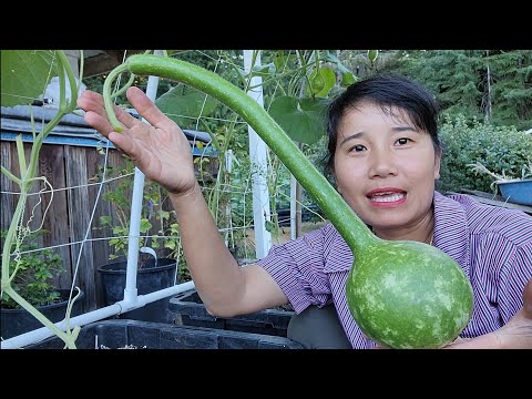 Video THU HOẠCH BÍ NGÒI ĐĨA BAY TRẮNG, BẦU THIÊN NGA SAO,... - youtube