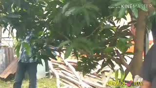 Download Lagu DARA DUSUN MP3