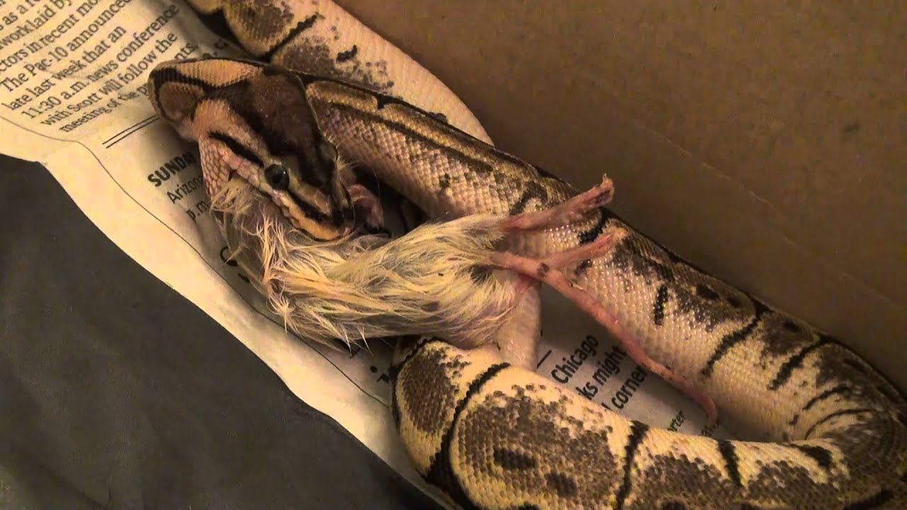 2010 female Spider Ball Python eating part2 - YouTube