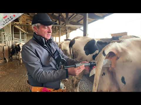 Découverte de l’insémination d’une vache avec l’AlphaVision.