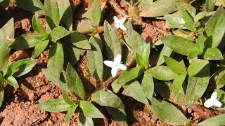 Capital Naturalist: Virginia Buttonweed