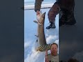 Unbelievable monster ice fishing #fishing #shortsfeed #reels #germany #shorts #youtubeshorts