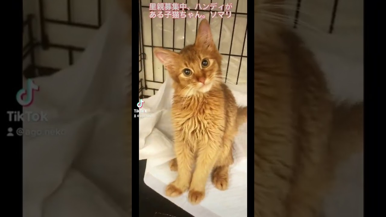里親募集中 ハンディがある子猫ちゃん ソマリ Youtube