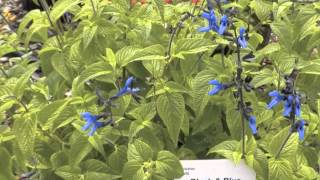 Salvia guaranitica Blue Anise Sage