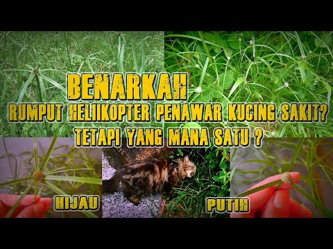 Video: Cara Merawat Anjing dengan Cirit-birit