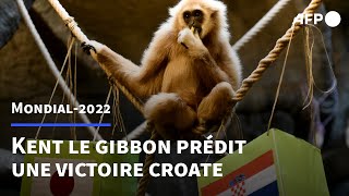 Coupe du monde 2022: un singe prédit une victoire de la Croatie en 1/2 finale | AFP