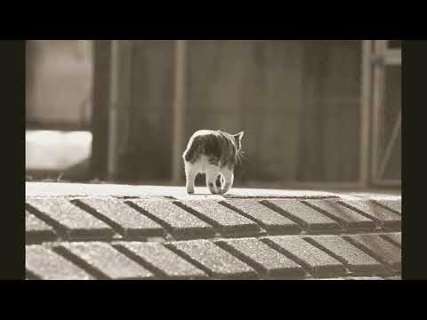 [耳コピ] アルクアラウンド サカナクション sakanaction