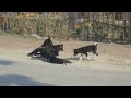 Dog in sunlight.