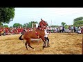 घोड़ी 🐎 के डांस 🕺🕺 करने से हुई भीड़ #horse #horsetrancedance #djsong #sansansehorhorse #horseriding