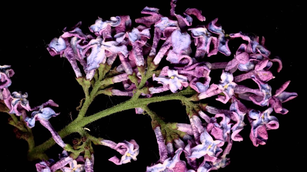 Common Lilac / Syringa vulgaris