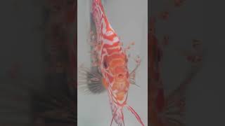 ულამაზესი ლიფსიტები დასდევენ დედას