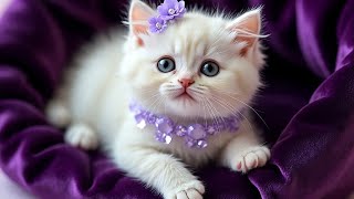 This Tiny Creature Has Main Character Energy cat kitten meow