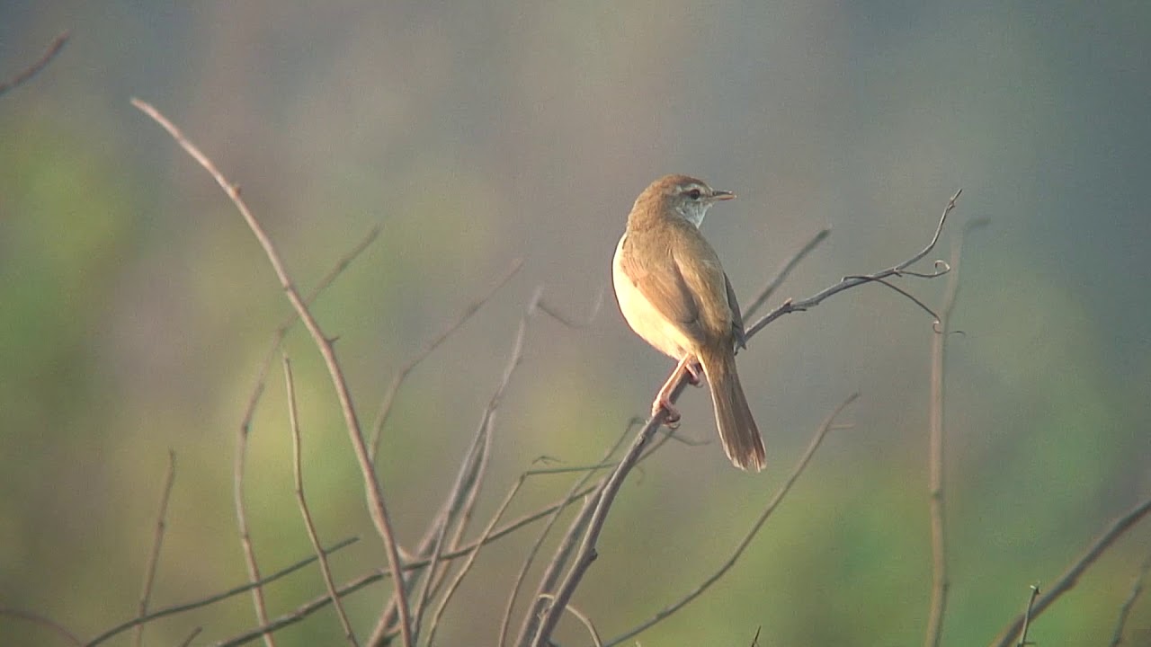 ウグイス 5 チョウセンウグイス 与那国島 Manchurian Bush Warbler Korean Bush Warbler Wild Bird 野鳥 動画図鑑 Youtube