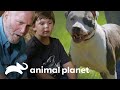 Família desiste de adotar cadela | Pit bulls e condenados | Animal Planet Brasil