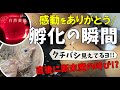 ひよこが卵から孵化する瞬間！！感動をありがとう！！
