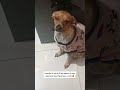 #cachorro #pets