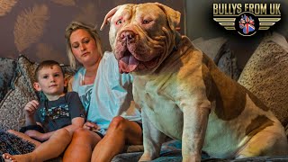 Meet Kobe | The Great White XL American Bully | Bully's From UK