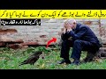 This Crow Brought A Gift For Old Man And He Started Crying کوے نے ایسا کیا تحفہ دیا کہ بوڑھا روپڑا