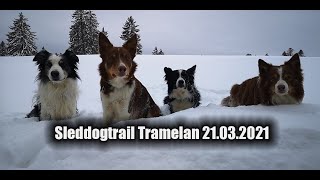 Sleddogtrail Tramelan 21 03 2021 - Twisters letzter Schlittenhundetrail by cocoshunter99 186 views 3 years ago 4 minutes, 31 seconds