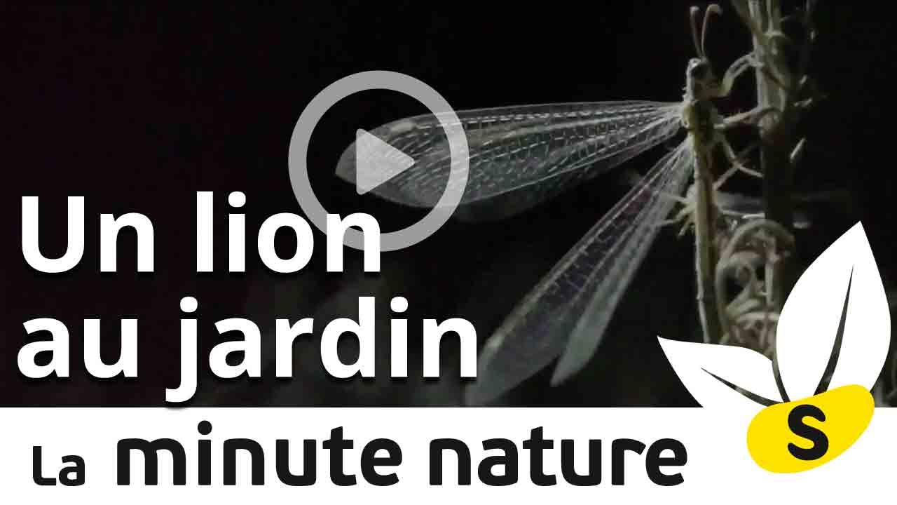 salamandre magazine Ep.21: UN LION DANS MON JARDIN