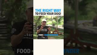 The Right Way To Feed Your Dog! #cesarmillan #dogtraining