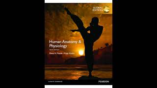The Peripheral Nervous System and Reflex Activity | Chapter 14 - Human Anatomy & Physiology