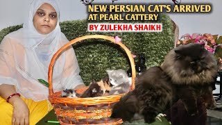 New Persian Cats Arrived At Pearl Cattery By Zulekha Shaikh